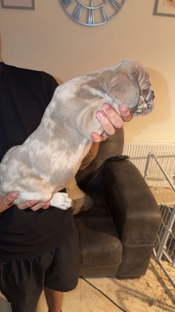 1. Lilac Merle Boy left. REDUCED!!!!