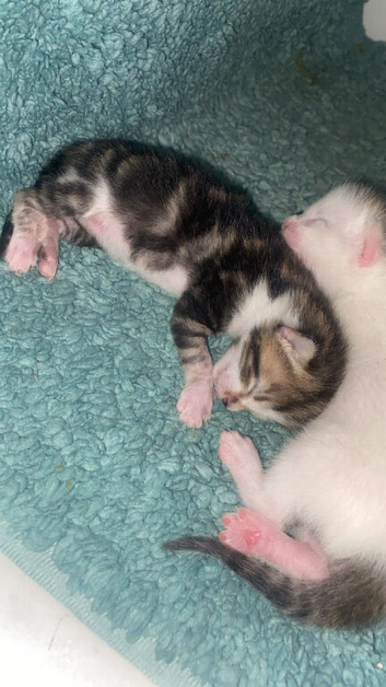 Tabby kittens