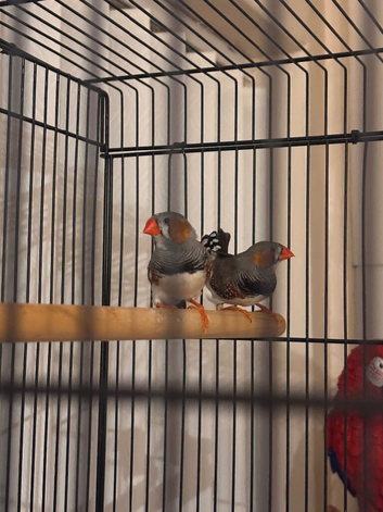 Young cock zebra finch for sale