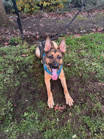 GSD Available