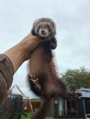 Angora polecat jill(6month old)