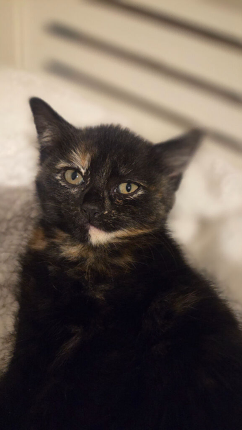 Female kitten
