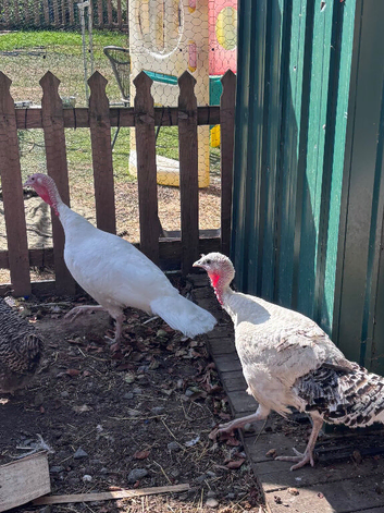 Two 1 year old female turkey hens