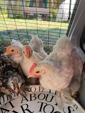 Lavender Pekin cockerel