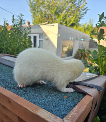 Stunning part angora ferret for sale