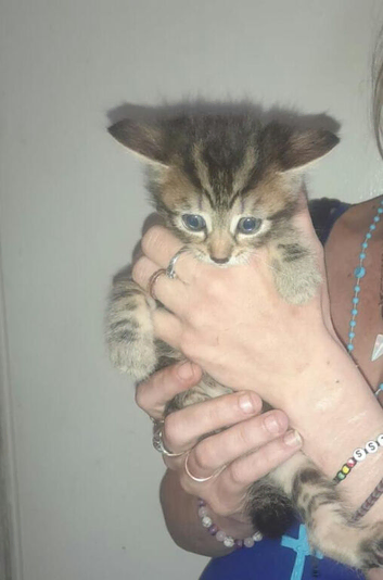 8 week old fluffy kittens