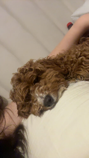 Gorgeous cockapoo