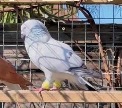 Afghan pigeons