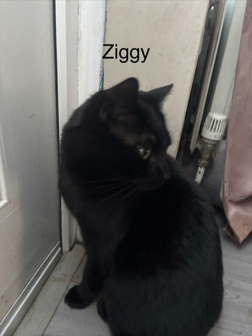 I have three cats in desperate need of a new home