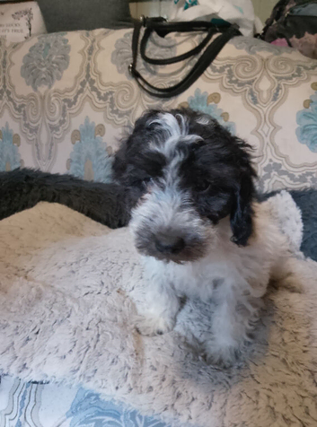cockapoo's  1 boy LEFT &pound;600