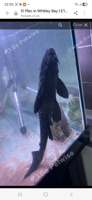 Large plec