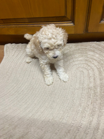 Tibetan x miniture poodle
