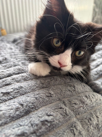 Ragdoll cross kitten