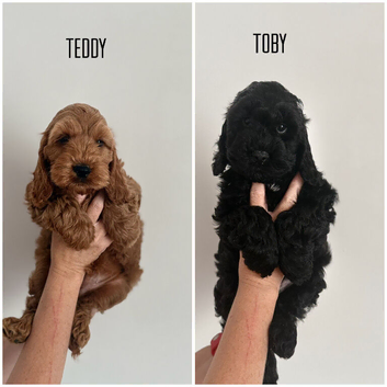 F1 Show Line Cockapoo Puppies ️READY NOW️