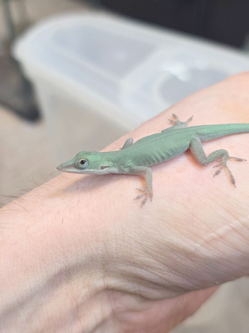Anolis allisoni