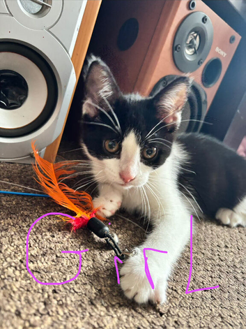 4 lovely kittens need a home 3 boys 1 girl