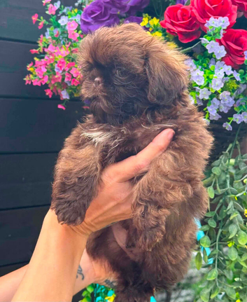 Reduced as ready to go to lovely homes 4 males Shihzu puppies available ready now !!
