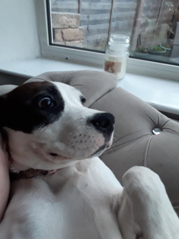 Beagle cross female