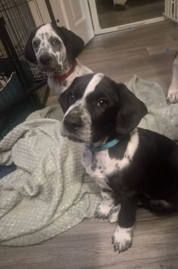Dalmatian x Sprollie