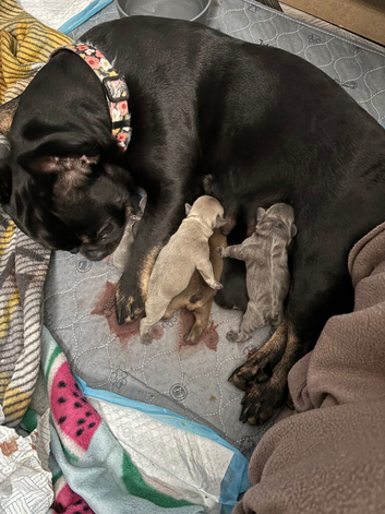 5 beautiful KC registered chunky puppies for sale ready to leave now,  excellent pedigree