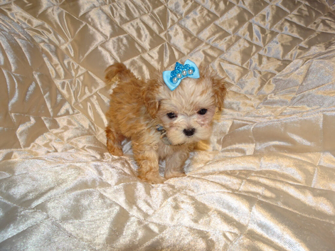 **Exquisite Micro Tiny Teacup Apricot F1 Maltese x Toy Poodle Maltipoo Boy Puppy**