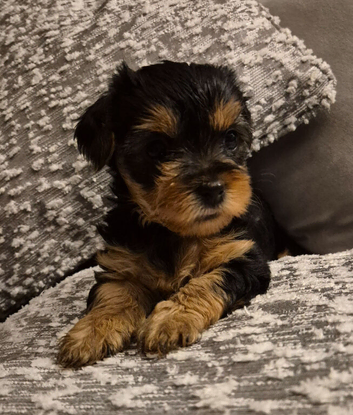 Beautiful full breed Yorkshire Terriers