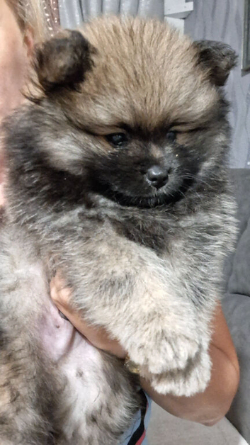 Beautiful pomeranian pups 6wks old