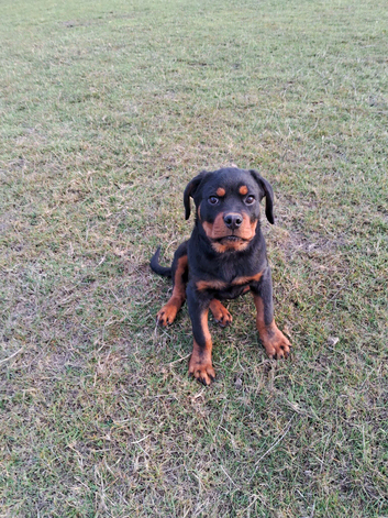10 week old male rottweiler pup