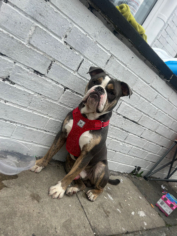 bulldog&Staffy