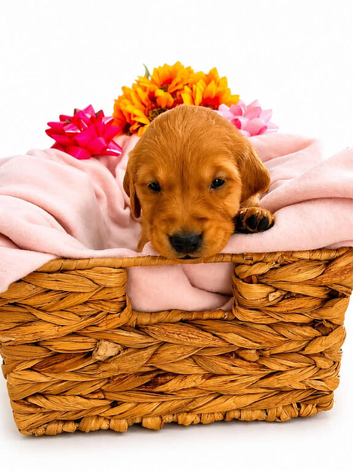 Golden retriever puppies