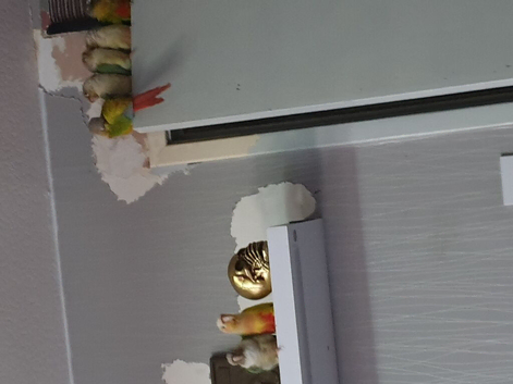 Sunbeam and star both around 2 years breading pair