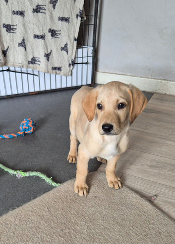 Top Quality Kc registered labrador pups