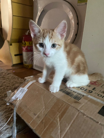 3 lovely boy kittens