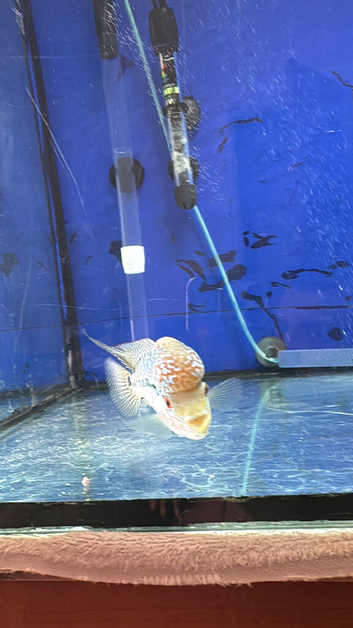 3 flowerhorns available