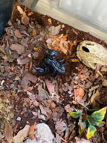 Asian Forest Scorpion and Setup - &pound;25