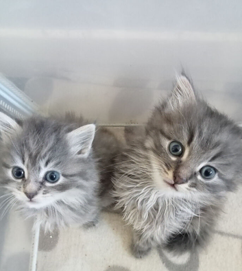 Fluffy Grey Kittens