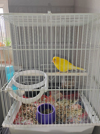 Canary