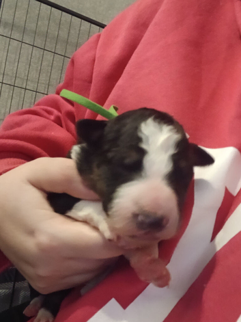 8 beautiful puppies