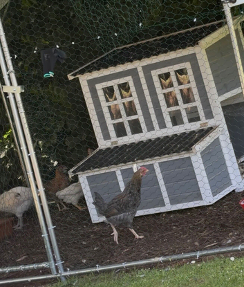 9 week old cockerel