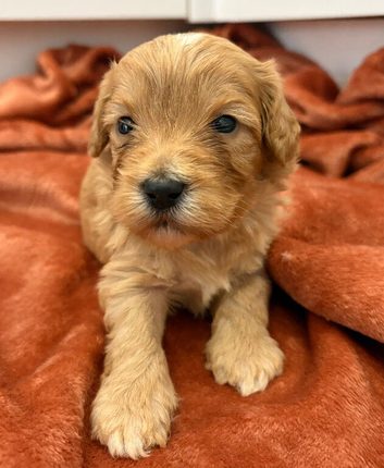 Miniature cockerpoo puppies