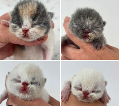 stunning exotic kittens