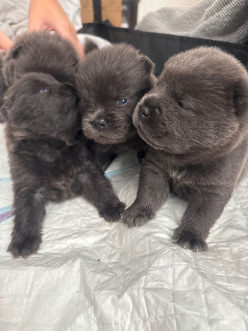 Chow chow puppies for sale