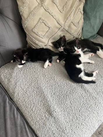 tuxedo kittens