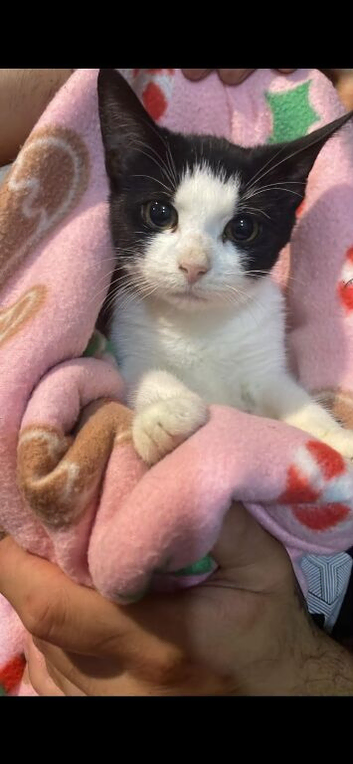 Urgently 3-Month-Old Boy Kitten