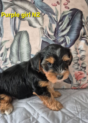 Ready now Yorkshire/Biewier terrier puppies