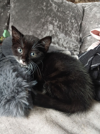 8 week old black & white kittens