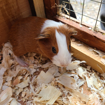 Male Guinea Pigs