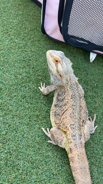 Male bearded dragon