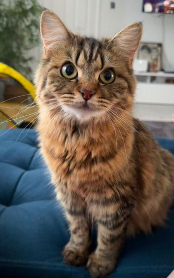 British long hair cross tabby