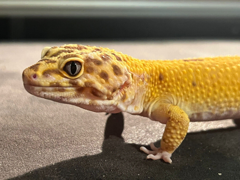 Male leopard gecko